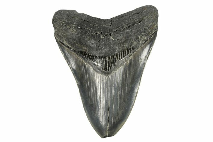 Serrated, Fossil Megalodon Tooth - South Carolina #170331